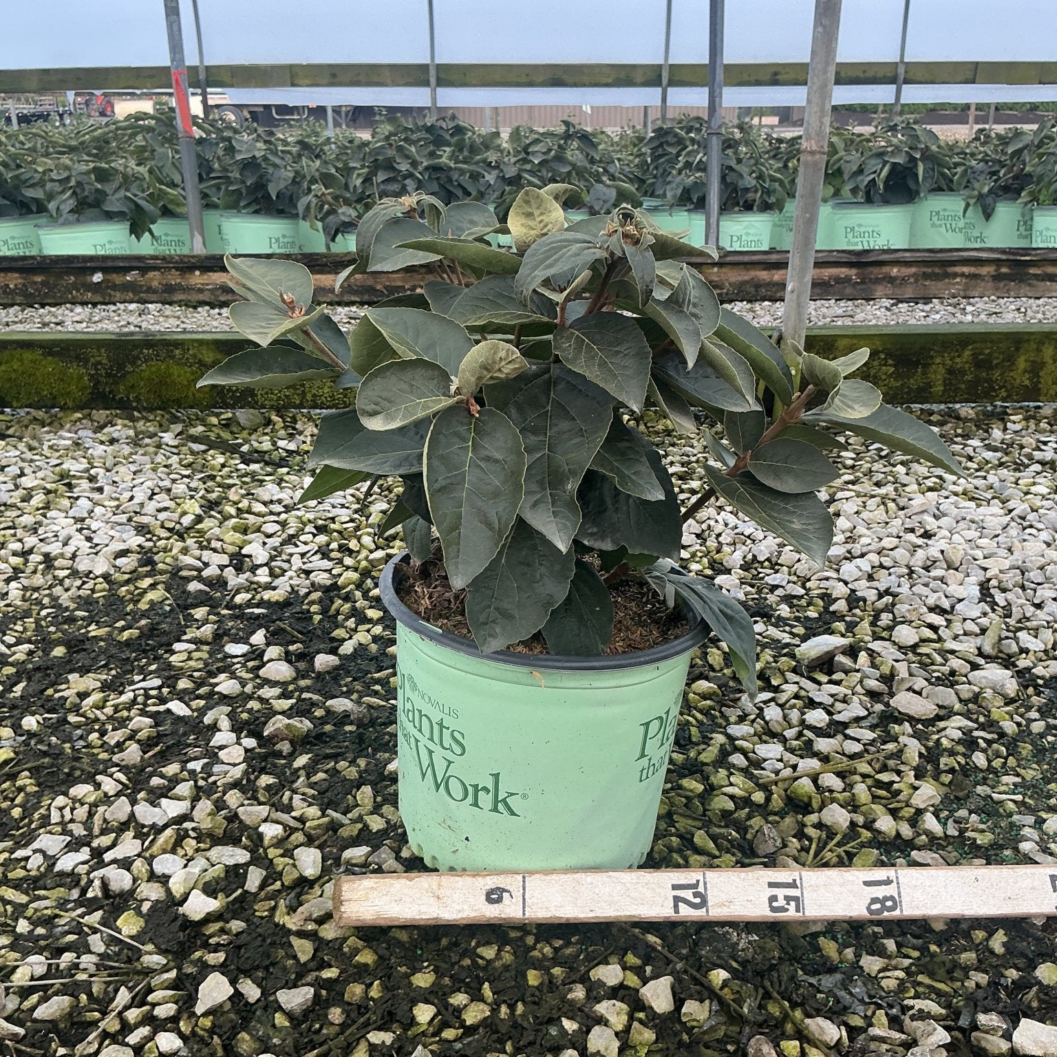 Spice Island Korean Spice Viburnum shrub in a #3 nursery container, showing dense dark green foliage, measured against a ruler.