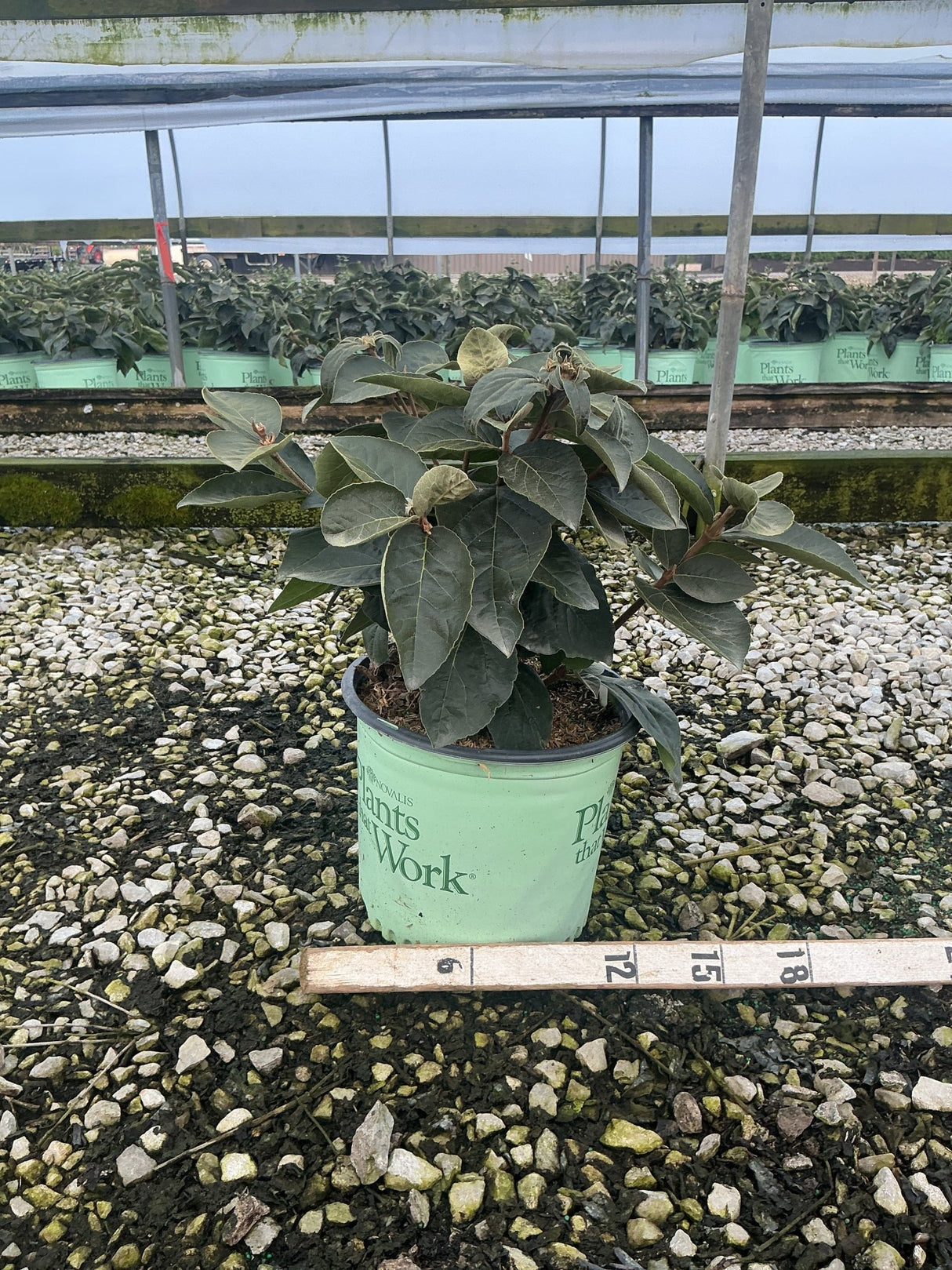 Spice Island Korean Spice Viburnum shrub in a #3 nursery container, showing dense dark green foliage, measured against a ruler.