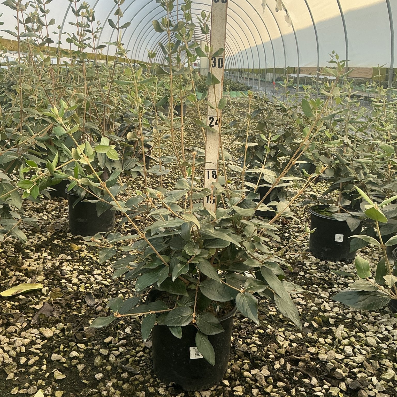 Mohawk Burkwood Viburnum shrub in a #3 black nursery container inside a greenhouse, showing multi-stem habit and dark green foliage.