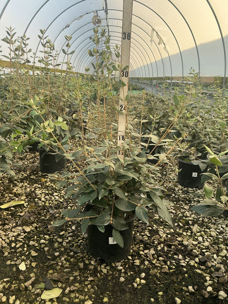 Mohawk Burkwood Viburnum shrub in a #3 black nursery container inside a greenhouse, showing multi-stem habit and dark green foliage.