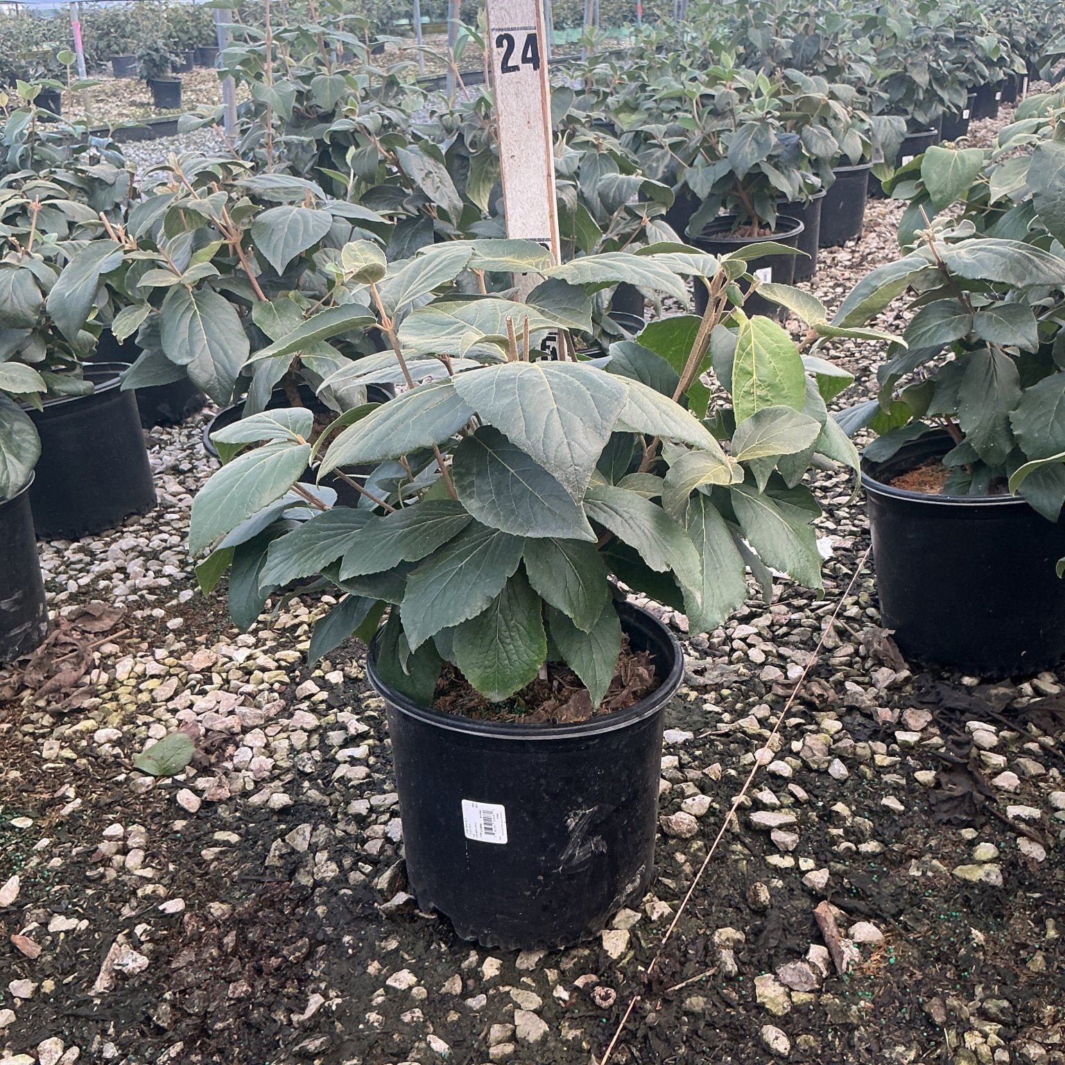 Cayuga Viburnum shrub in a #3 black nursery container, showing dense green foliage inside a greenhouse.