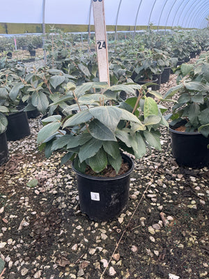 Cayuga Viburnum shrub in a #3 black nursery container, showing dense green foliage inside a greenhouse.