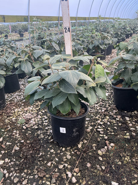 Cayuga Viburnum shrub in a #3 black nursery container, showing dense green foliage inside a greenhouse.