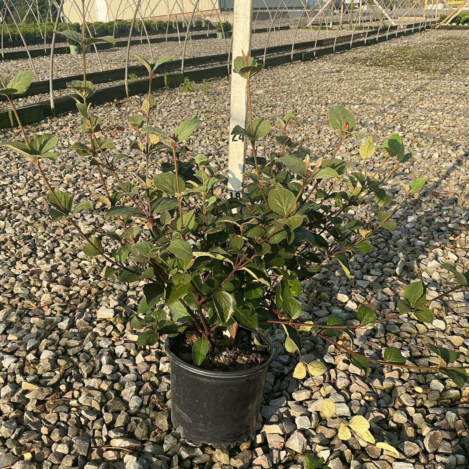 Korean Spice Viburnum shrub in a #3 container, showing dark green foliage and reddish stems, displayed on gravel at a nursery.