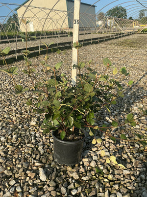 Korean Spice Viburnum shrub in a #3 container, showing dark green foliage and reddish stems, displayed on gravel at a nursery.