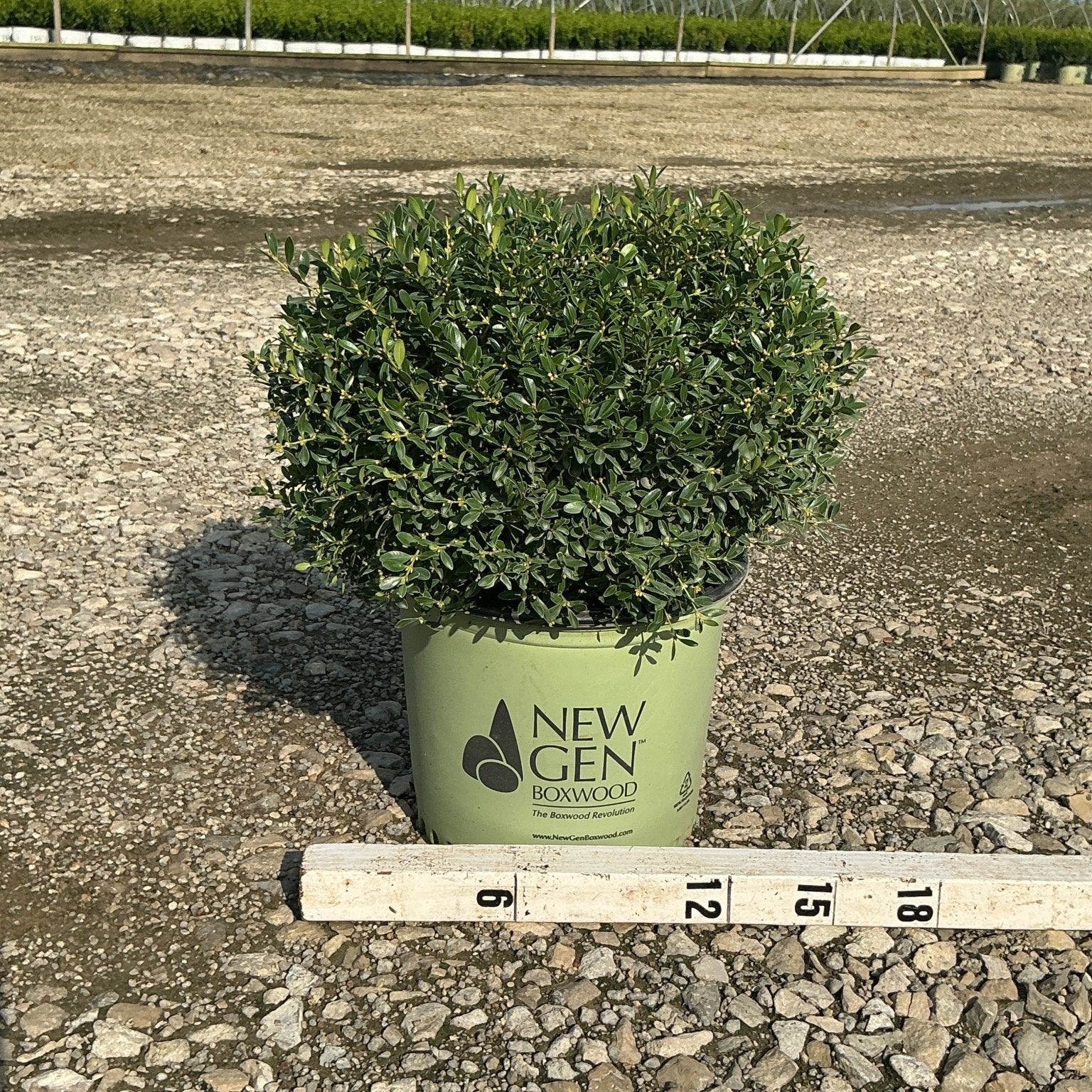 NewGen Liberty Belle Boxwood in a #3 container shown against a gravel nursery yard with a ruler indicating roughly 12 to 15 inches wide.