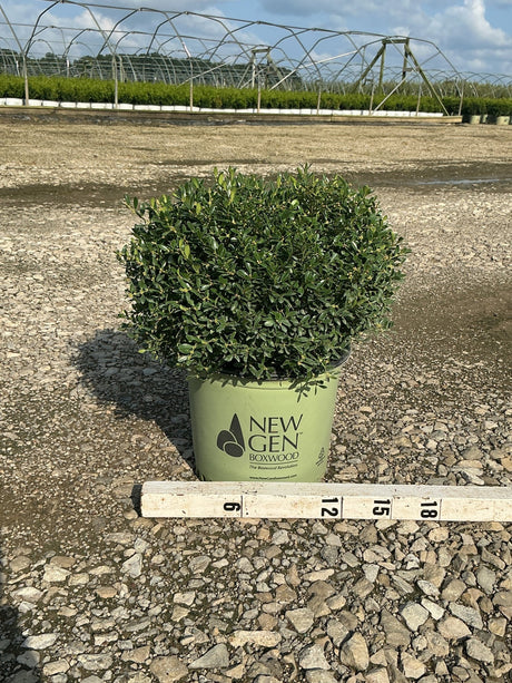 NewGen Liberty Belle Boxwood in a #3 container shown against a gravel nursery yard with a ruler indicating roughly 12 to 15 inches wide.