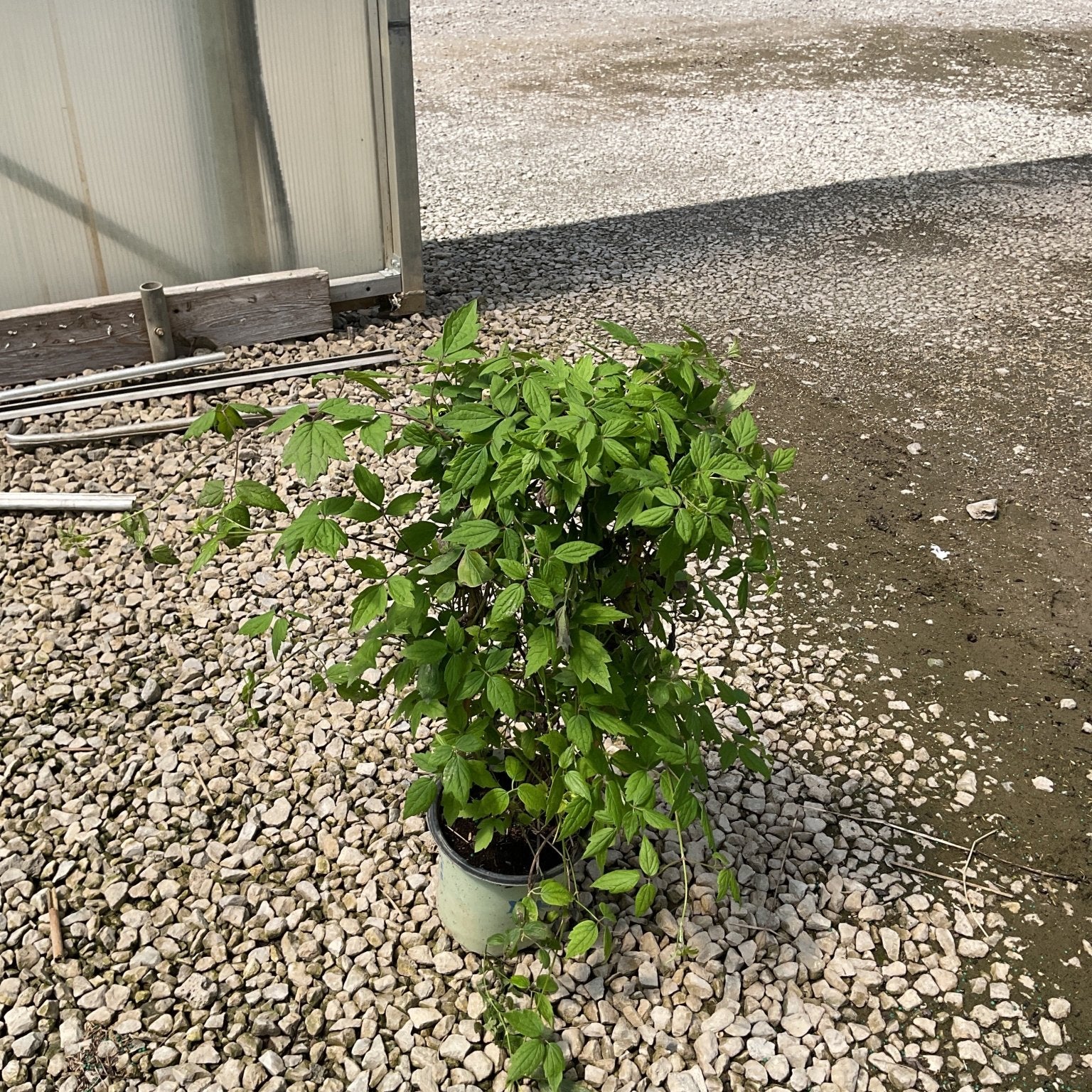Clematis virginiana Woodbine vine in a #1 container showing lush green foliage, situated on gravel beside a greenhouse.