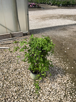 Clematis virginiana Woodbine vine in a #1 container showing lush green foliage, situated on gravel beside a greenhouse.