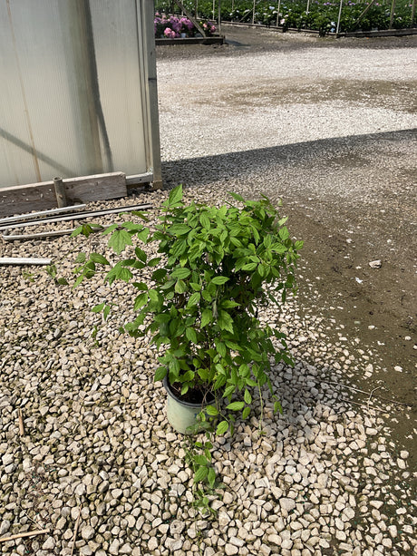 Clematis virginiana Woodbine vine in a #1 container showing lush green foliage, situated on gravel beside a greenhouse.
