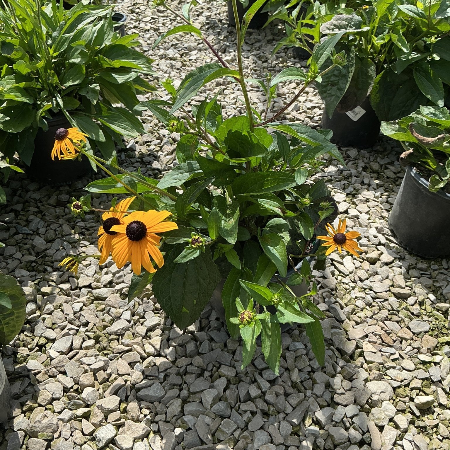 Goldsturm Black-Eyed Susan in a #1 container displaying golden-yellow blooms with dark centers at a nursery.