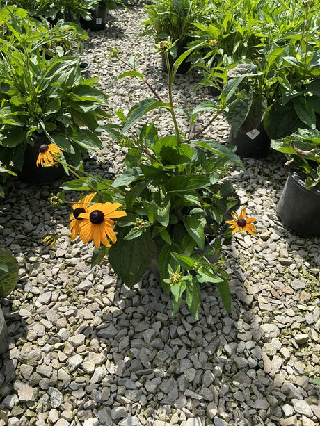 Goldsturm Black-Eyed Susan in a #1 container displaying golden-yellow blooms with dark centers at a nursery.