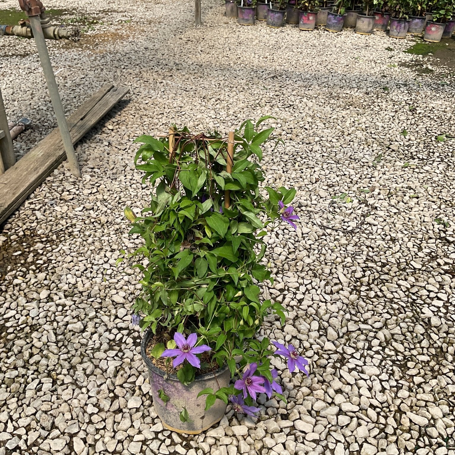 Tumaini Clematis vine with purple blooms growing on a trellis in a nursery container on a gravel surface.