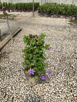 Tumaini Clematis vine with purple blooms growing on a trellis in a nursery container on a gravel surface.