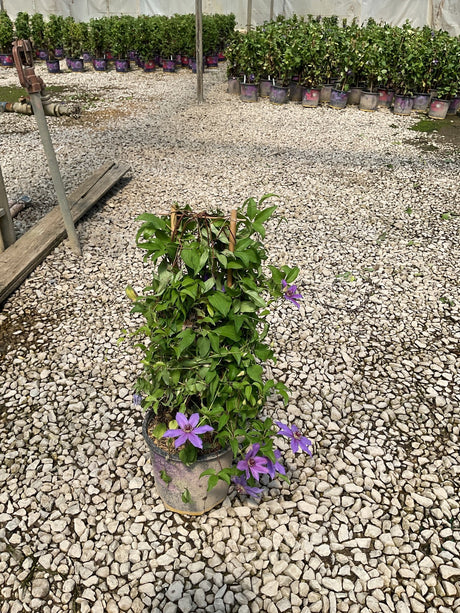 Tumaini Clematis vine with purple blooms growing on a trellis in a nursery container on a gravel surface.