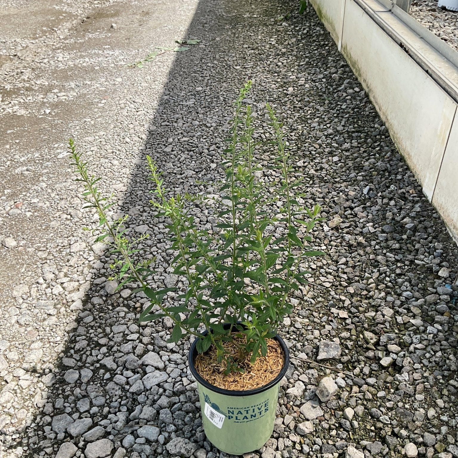 Fireworks Goldenrod in a #1 container with upright green stems, displayed on gravel at a nursery.