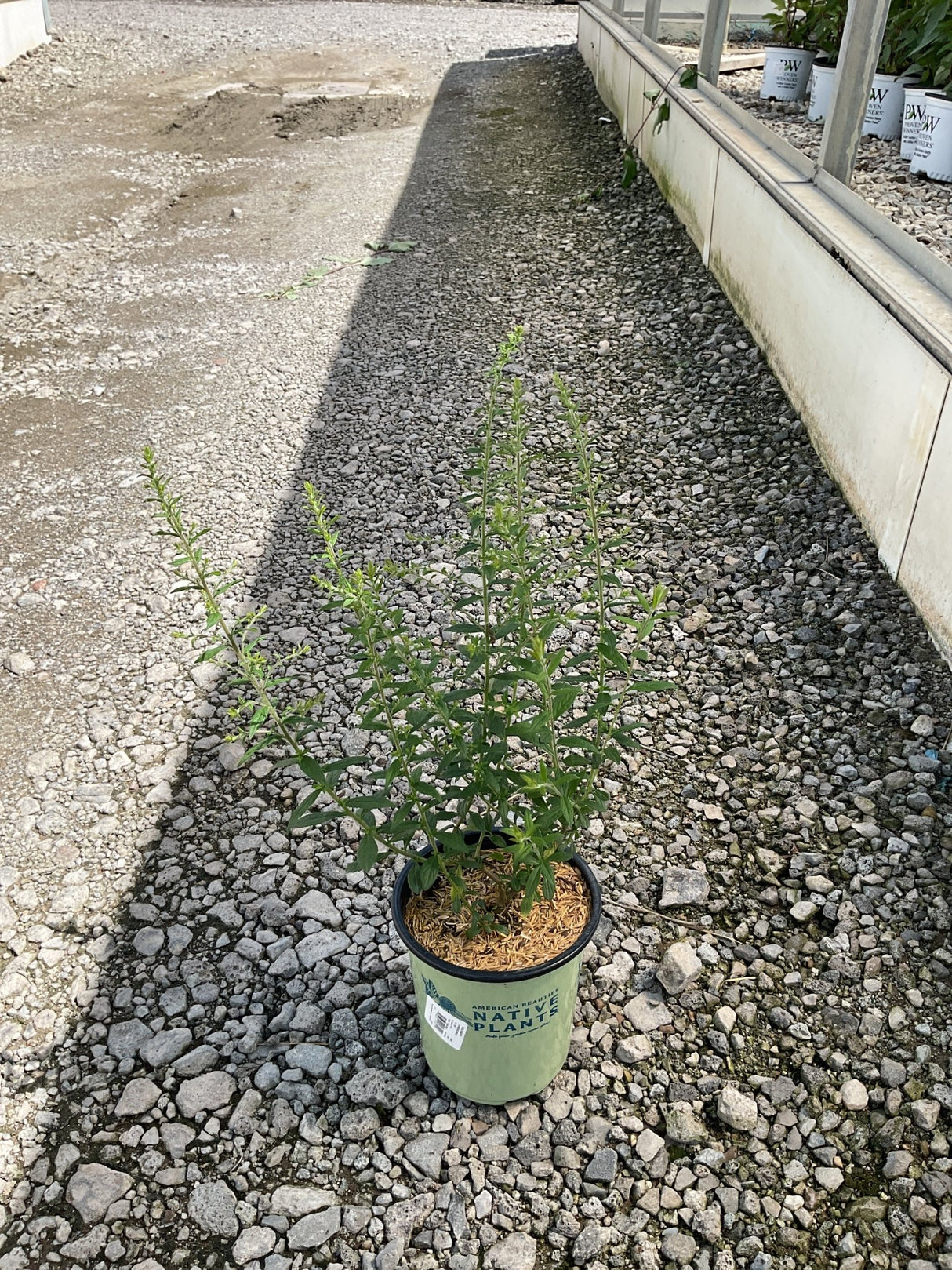 Fireworks Goldenrod in a #1 container with upright green stems, displayed on gravel at a nursery.