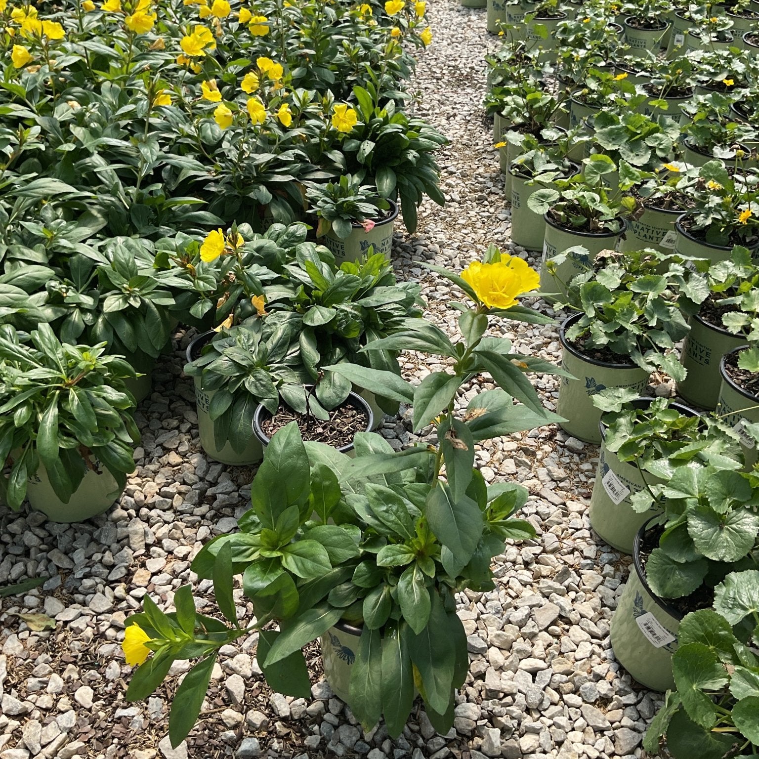 Fireworks Evening Primrose plants in nursery containers display bright yellow blooms along a gravel pathway.