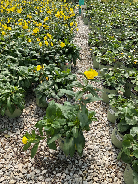 Fireworks Evening Primrose plants in nursery containers display bright yellow blooms along a gravel pathway.