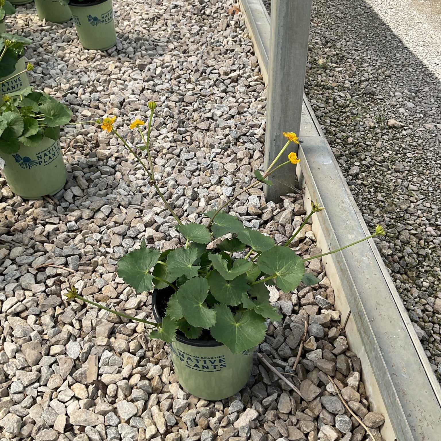 Marsh Marigold in a #1 container with bright yellow blooms and rounded green leaves displayed on gravel at a nursery.