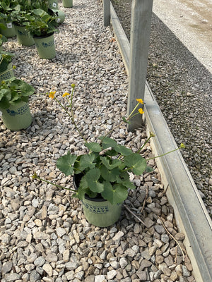 Marsh Marigold in a #1 container with bright yellow blooms and rounded green leaves displayed on gravel at a nursery.