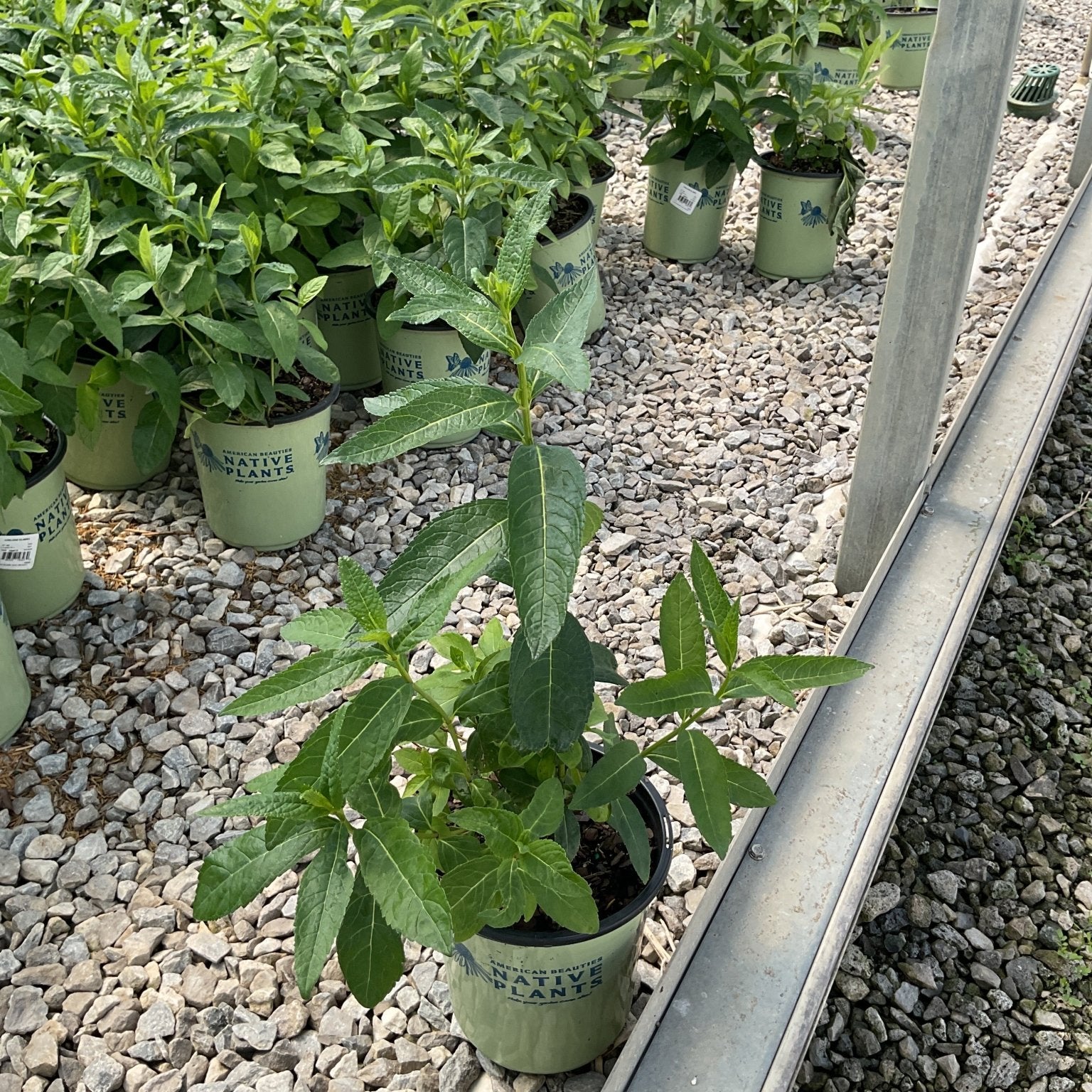 White Turtlehead Chelone glabra growing in a #1 nursery container among rows of native plants at a greenhouse.