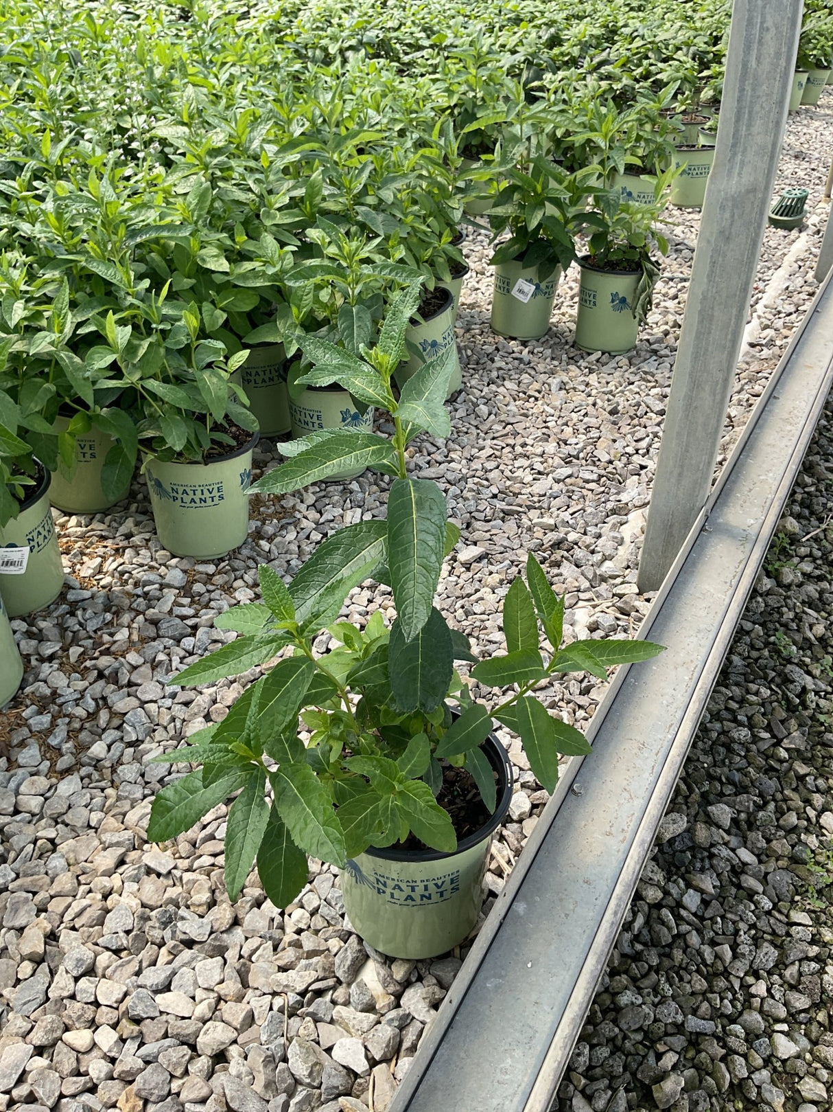 White Turtlehead Chelone glabra growing in a #1 nursery container among rows of native plants at a greenhouse.