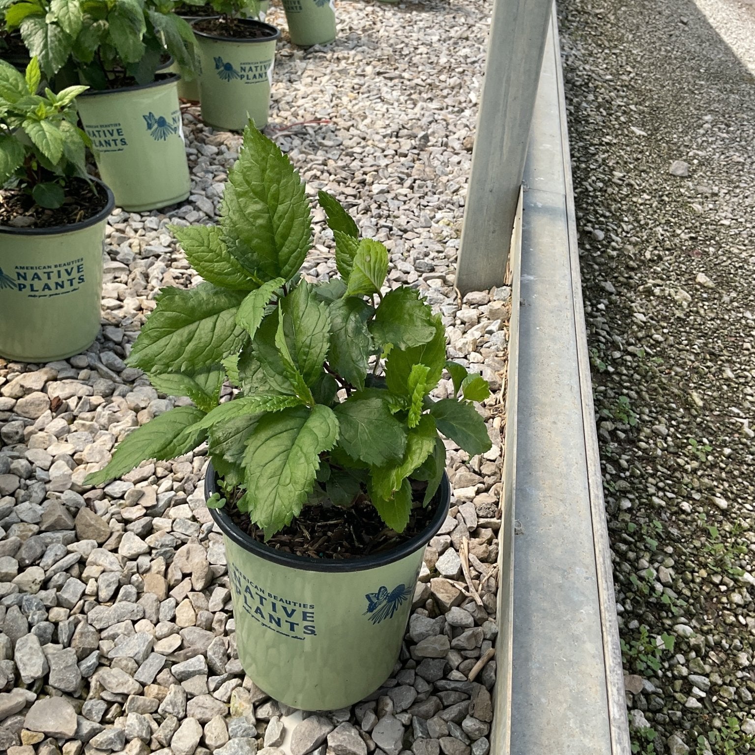 Hot Lips Turtlehead perennial in a #1 container pot at a nursery, showing lush serrated green foliage.