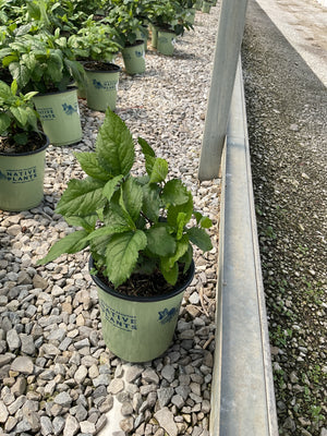 Hot Lips Turtlehead perennial in a #1 container pot at a nursery, showing lush serrated green foliage.