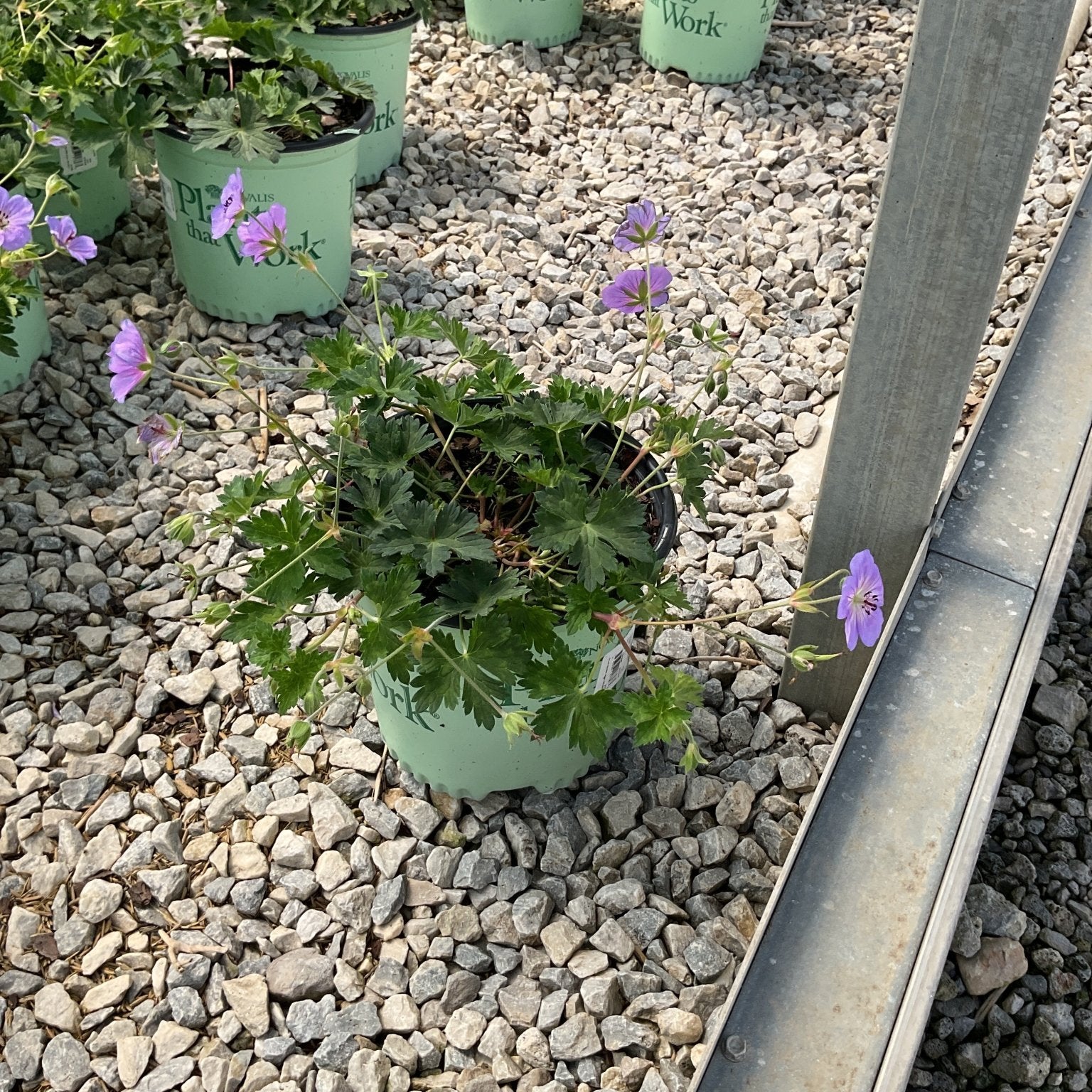 Azure Rush Geranium in a #1 container with purple blooms and lobed green foliage, displayed on a gravel nursery bench.