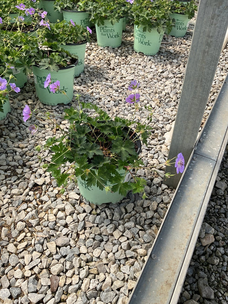 Azure Rush Geranium in a #1 container with purple blooms and lobed green foliage, displayed on a gravel nursery bench.