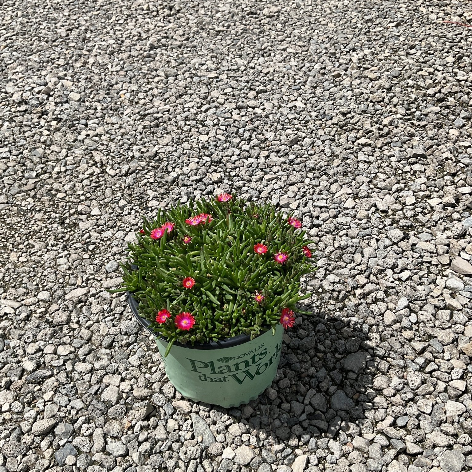 Jewel of Desert Garnet ice plant in a nursery container, showing pink daisy-like blooms over succulent green foliage on gravel.