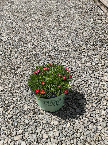 Jewel of Desert Garnet ice plant in a nursery container, showing pink daisy-like blooms over succulent green foliage on gravel.