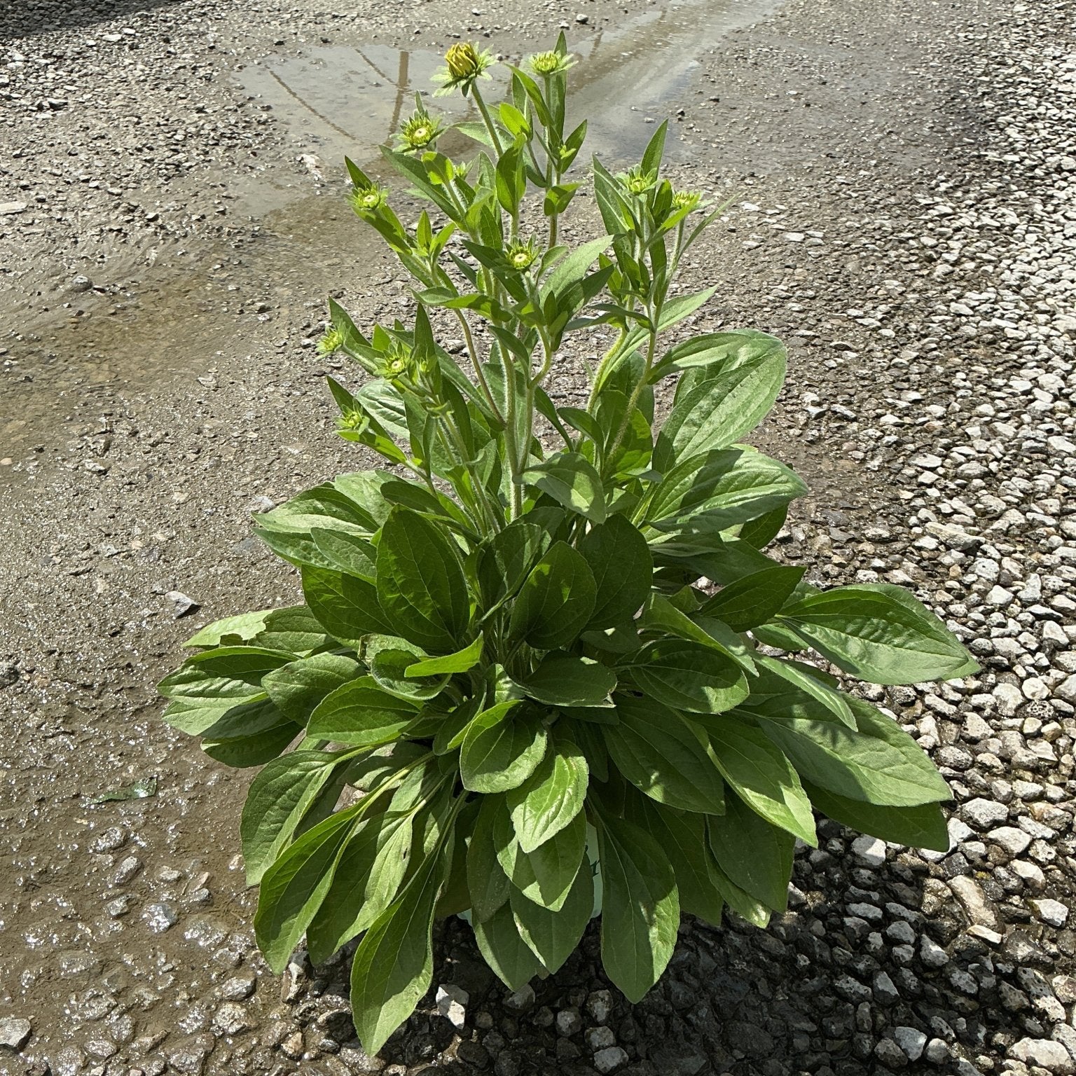 Rudbeckia x 'Glitters Like Gold' Black-Eyed Susan plant with lush green foliage and multiple flower buds forming on upright stems.