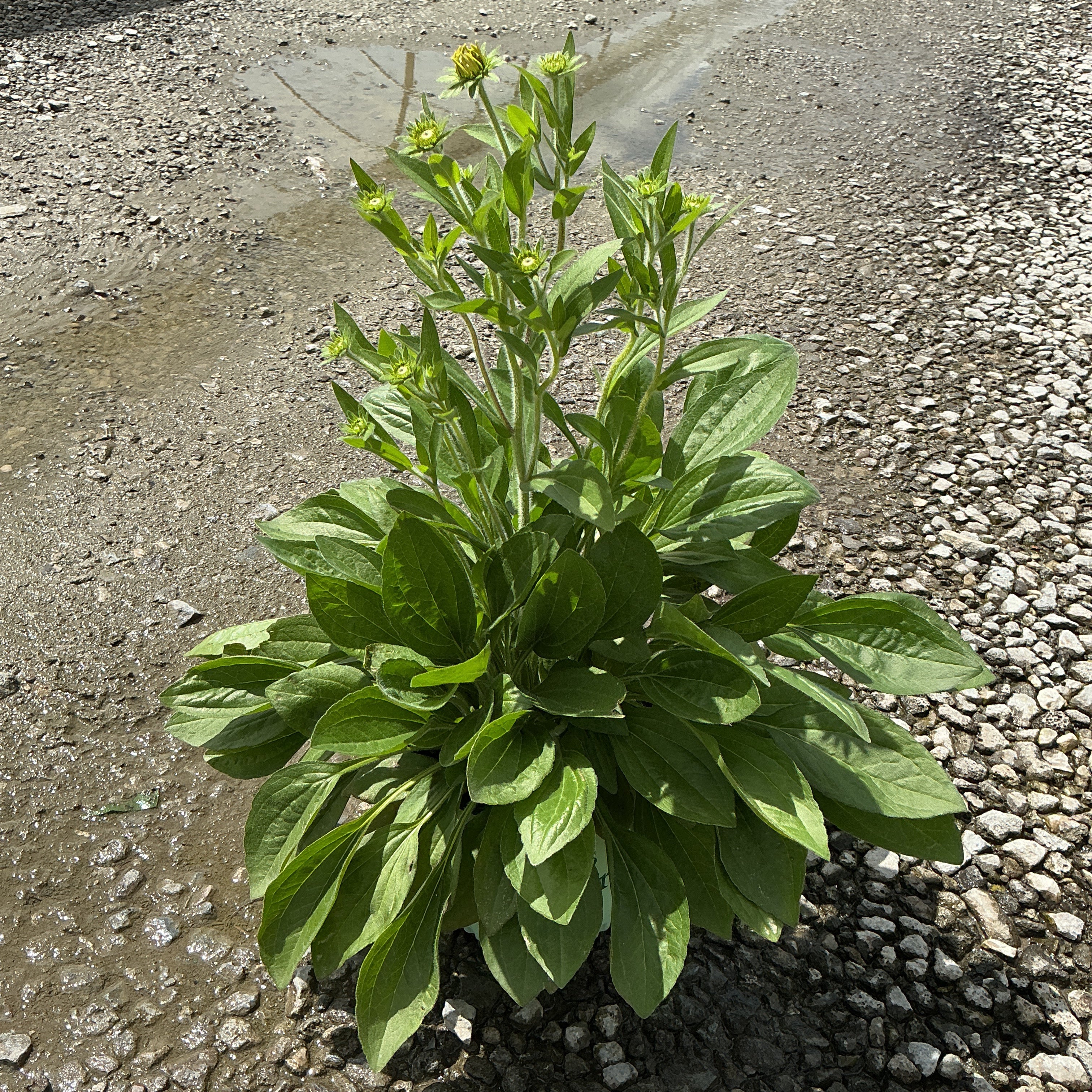 Rudbeckia x 'Glitters Like Gold' Black-Eyed Susan plant with lush green foliage and multiple flower buds forming on upright stems.