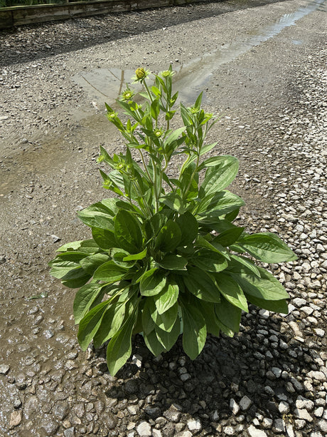Rudbeckia x 'Glitters Like Gold' Black-Eyed Susan plant with lush green foliage and multiple flower buds forming on upright stems.
