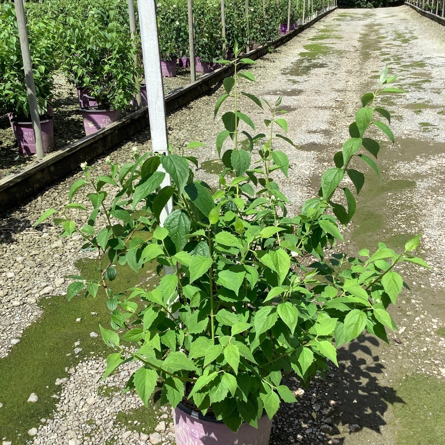 Snow White Mock Orange shrub in a #3 container showing lush green foliage at a nursery growing facility.
