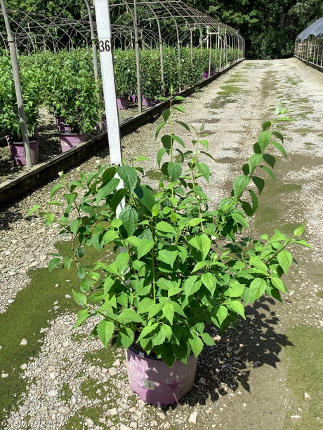 Snow White Mock Orange shrub in a #3 container showing lush green foliage at a nursery growing facility.