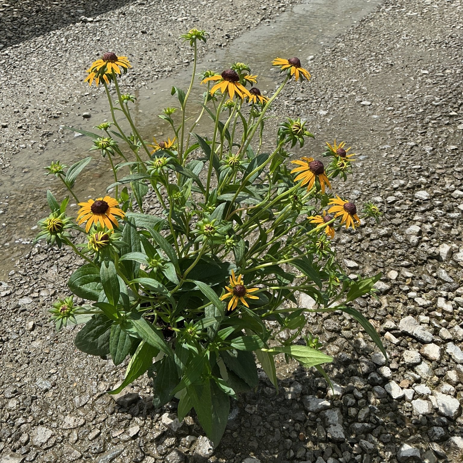 Little Goldstar Black-Eyed Susan in a #1 container, showing bright golden-yellow blooms with dark brown centers on a gravel surface.
