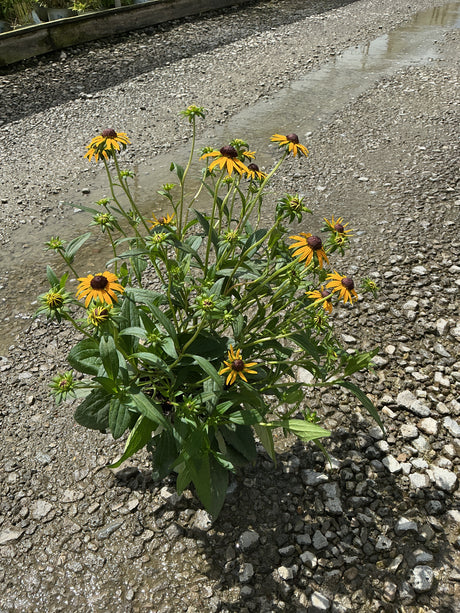 Little Goldstar Black-Eyed Susan in a #1 container, showing bright golden-yellow blooms with dark brown centers on a gravel surface.