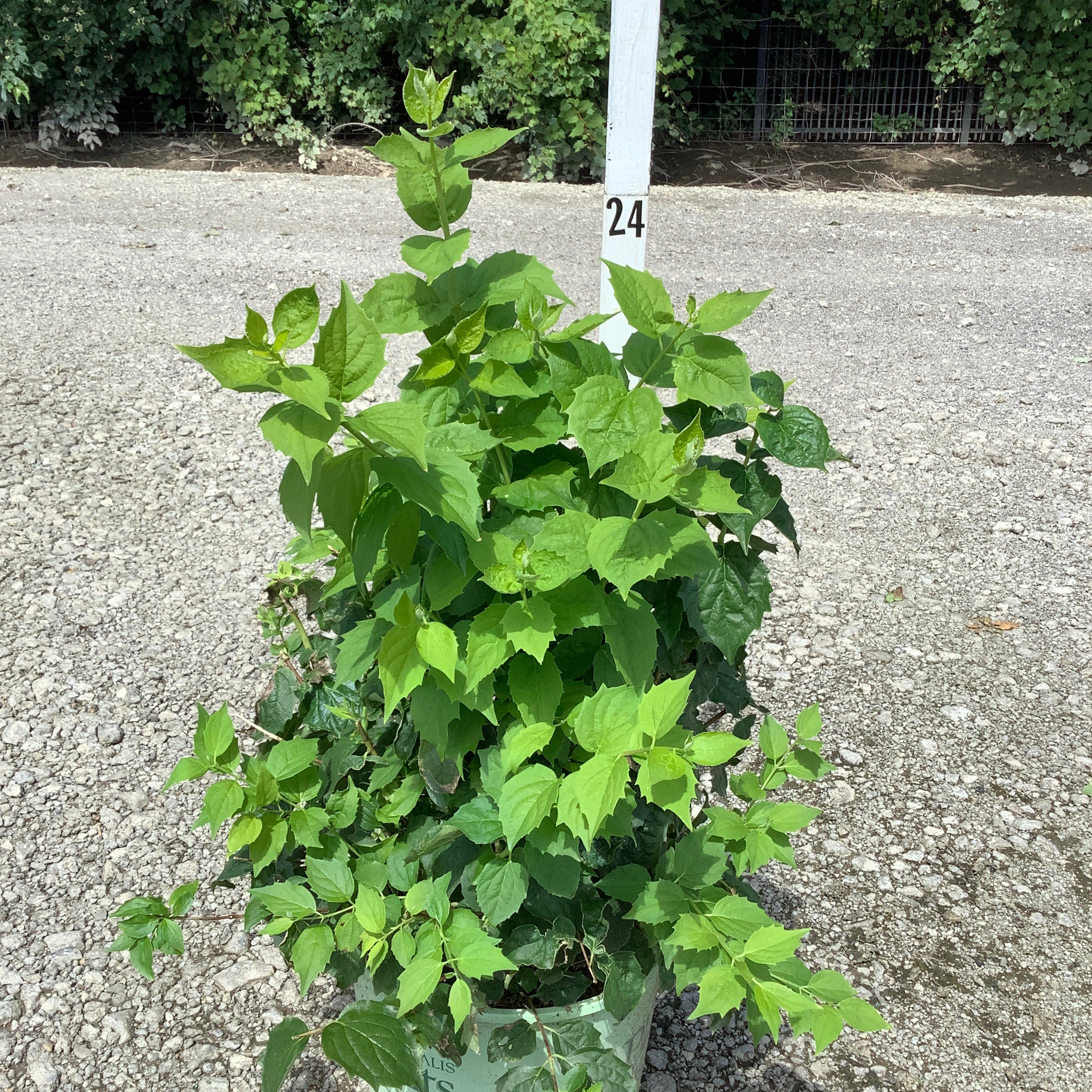 Pearls of Perfume Mock Orange shrub in a #3 container showing lush green foliage on a gravel nursery lot.