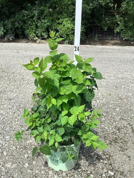 Pearls of Perfume Mock Orange shrub in a #3 container showing lush green foliage on a gravel nursery lot.