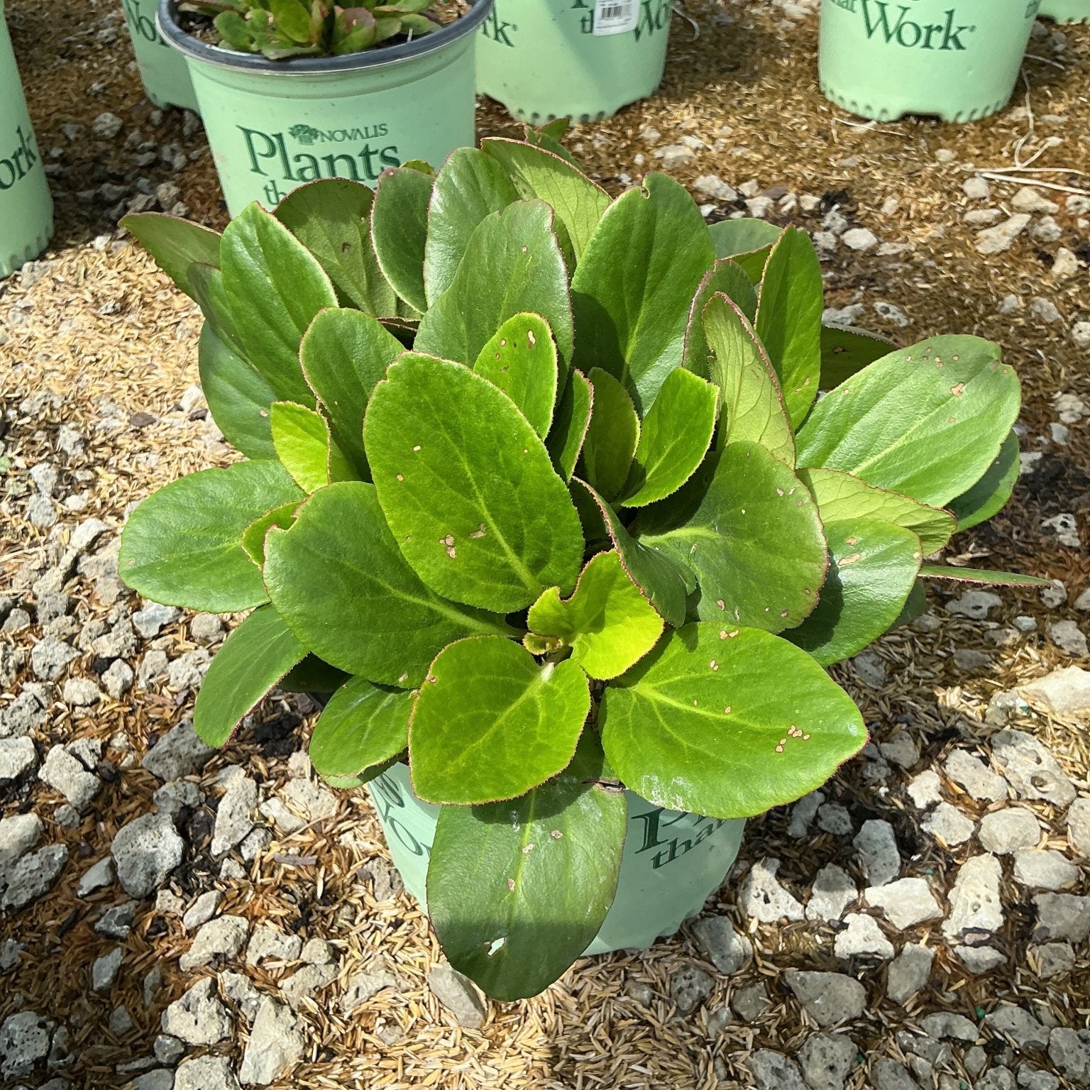 Early Brilliance Magenta Bergenia in a #1 container showing lush green foliage with bronze-edged leaves at a nursery.