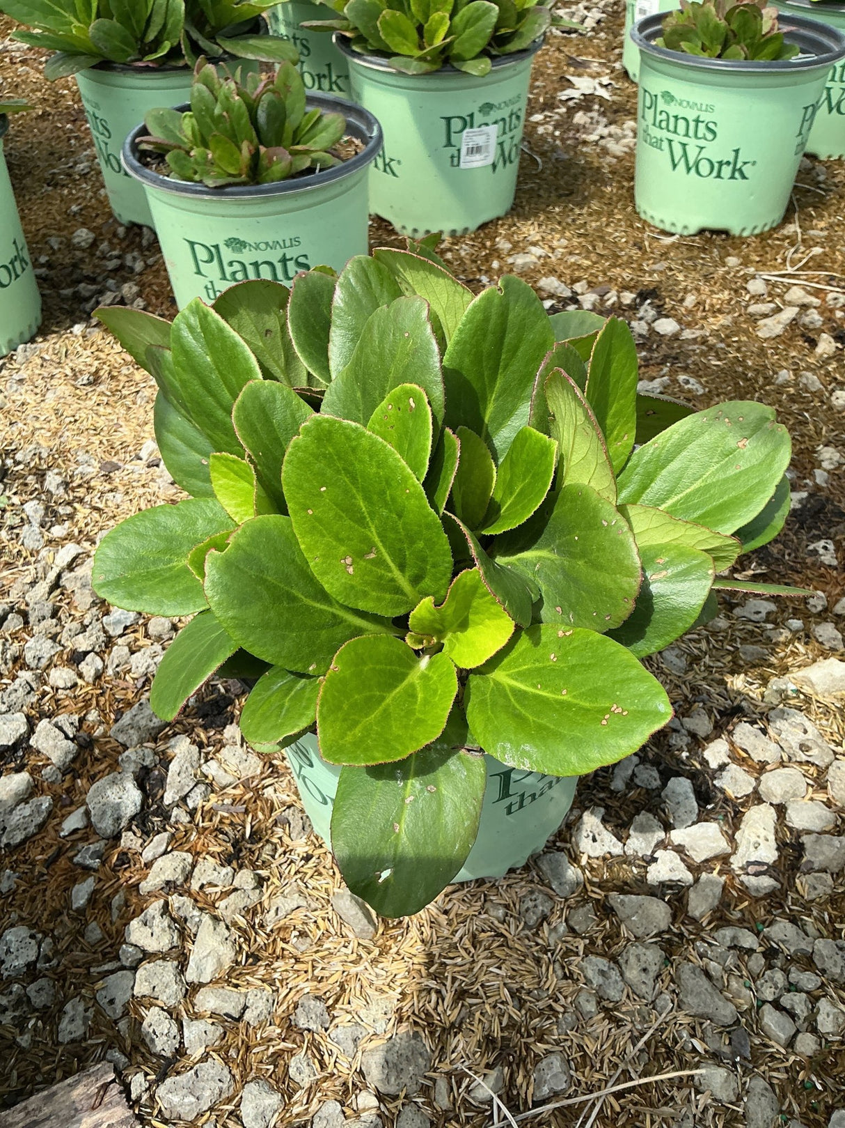 Early Brilliance Magenta Bergenia in a #1 container showing lush green foliage with bronze-edged leaves at a nursery.