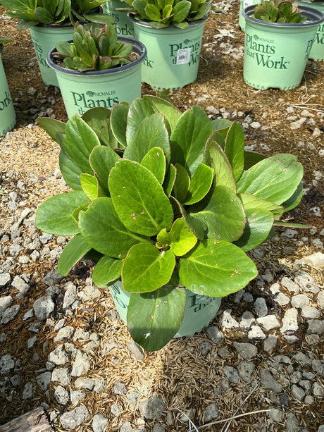 Early Brilliance Magenta Bergenia in a #1 container showing lush green foliage with bronze-edged leaves at a nursery.