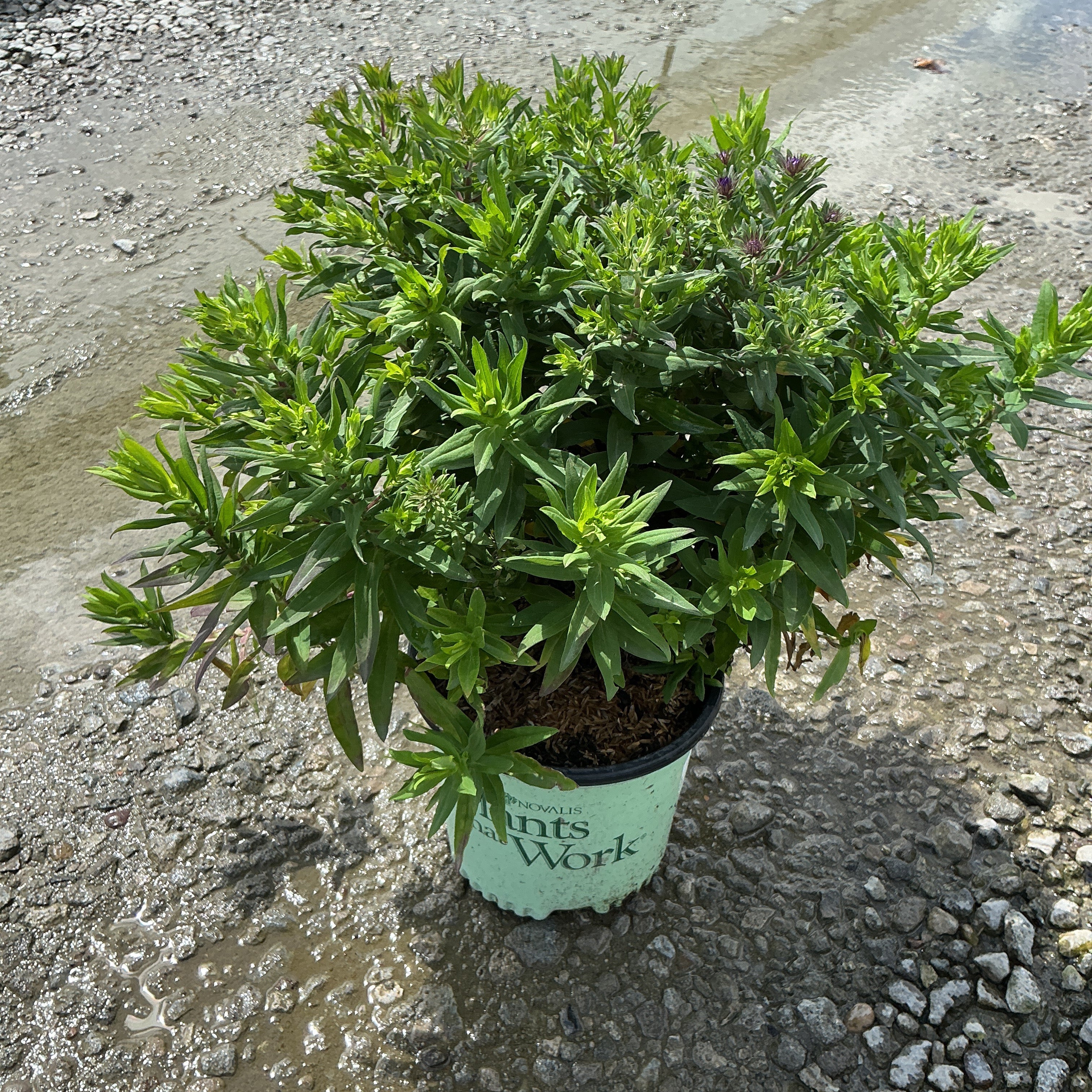 Grape Crush New England Aster in a #1 container showing dense green foliage with emerging purple buds.