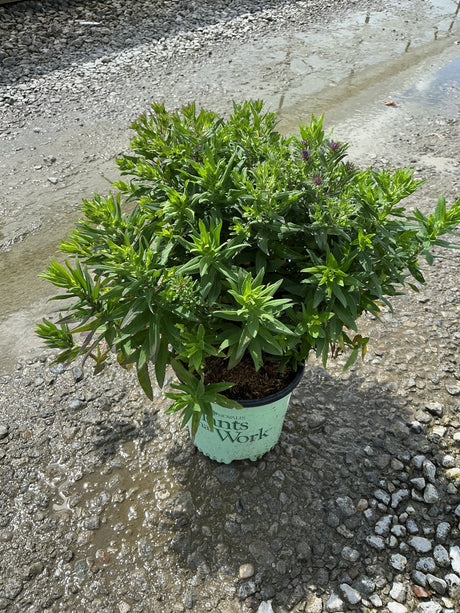 Grape Crush New England Aster in a #1 container showing dense green foliage with emerging purple buds.