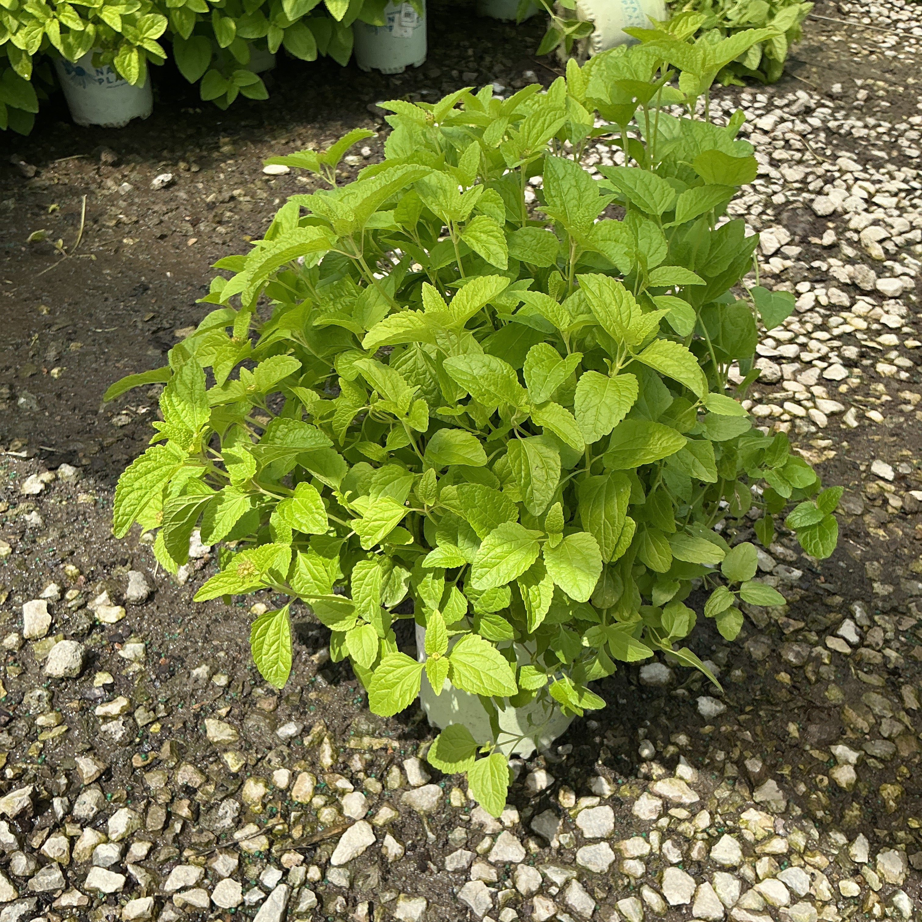 Blue Mistflower plant in a nursery container showing lush green foliage with serrated leaves in bright sunlight.