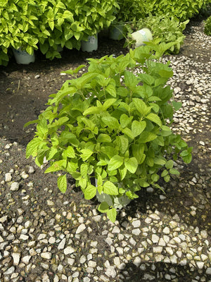 Blue Mistflower plant in a nursery container showing lush green foliage with serrated leaves in bright sunlight.