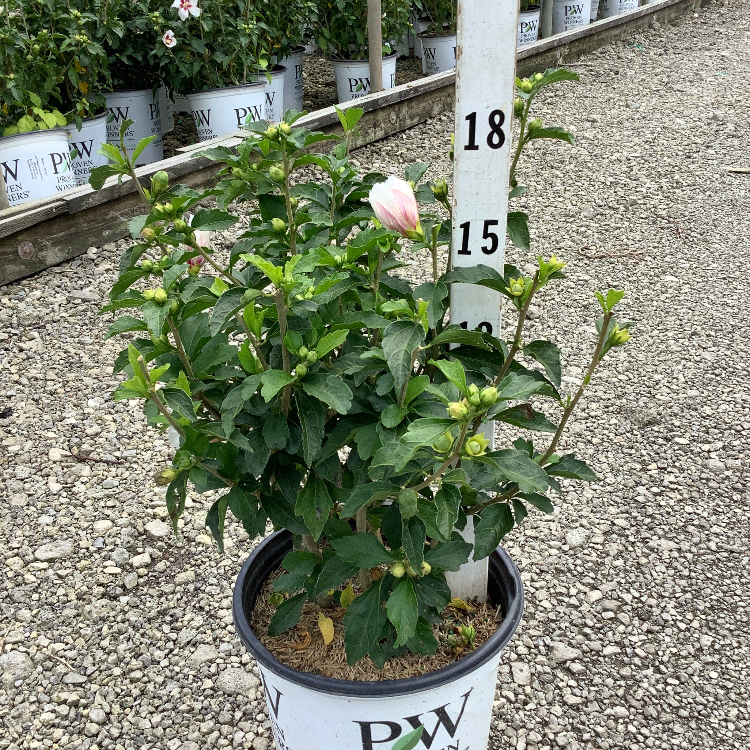 Lil' Kim Rose of Sharon shrub in a Proven Winners #2 container with pink double buds and green foliage at a nursery.